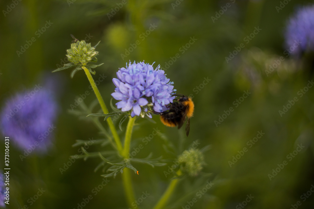 bumblebees collect nectar on purple flowers in the garden. green background. bumblebees collect nectar on purple flowers in the garden. green background.