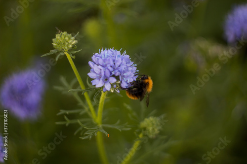 bumblebees collect nectar on purple flowers in the garden. green background. © Natalia