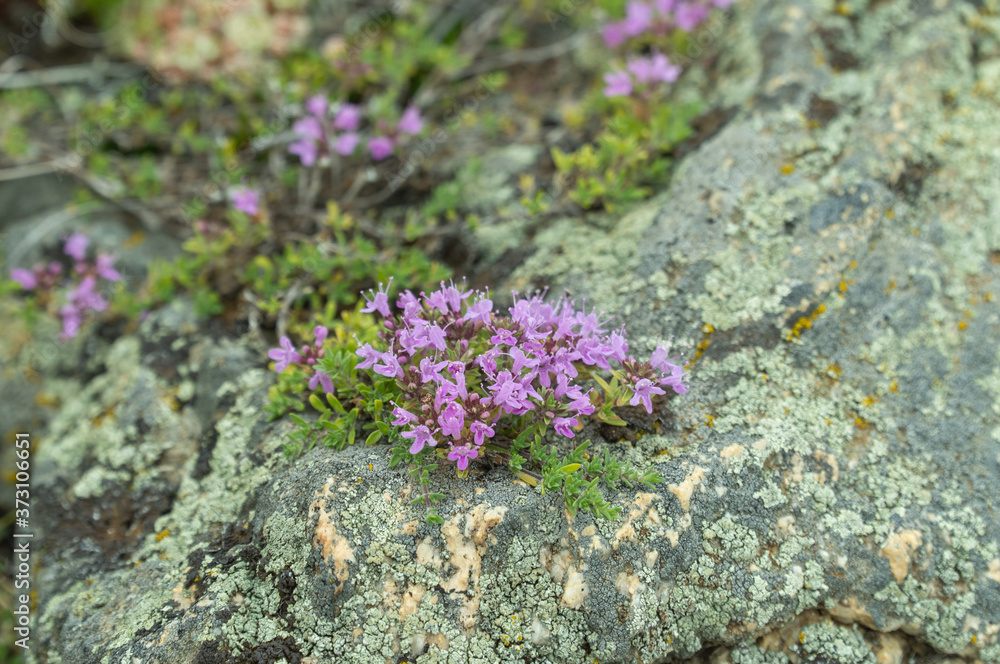 Thymus serpyllum grows on stony surfaces. selective focus. plants of Olkhon island on lake Baikal.