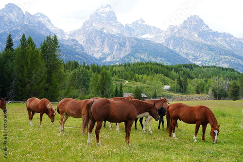 Horses on a ranch in summer in Grand Teton National Park in Wyoming, United States