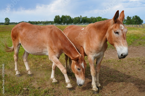 Horses on a ranch in summer in Grand Teton National Park in Wyoming  United States