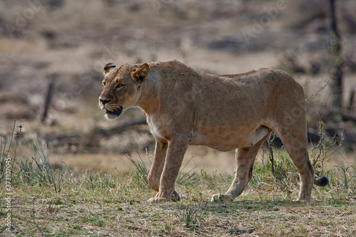 Walking Lioness in Kruger National Park