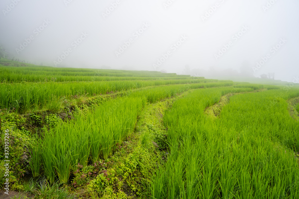 Rice terrace field against morning fog. Rice terrace field against morning fog.