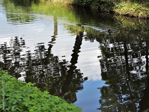 reflection of trees in water