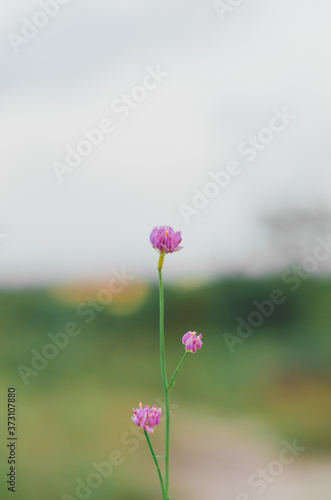 pink cosmos flower in field