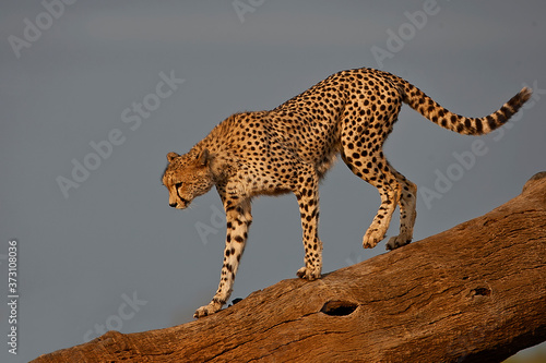 Cheetah on a tree stump