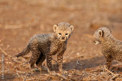 Baby cheetah's in the wild