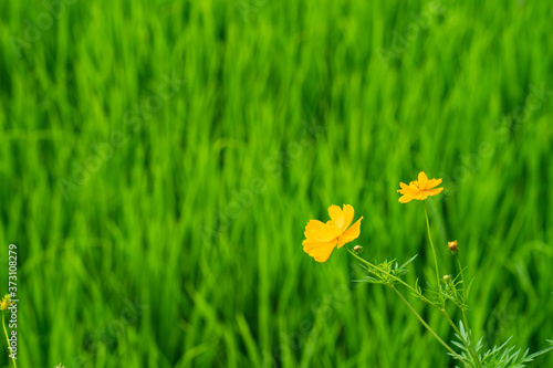 Fototapeta Naklejka Na Ścianę i Meble -  Mexican Aster flowers against rice field background.