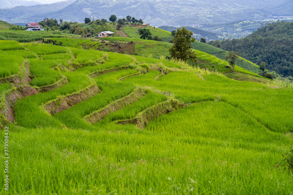 Rice terrace field background Northern of Thailand.