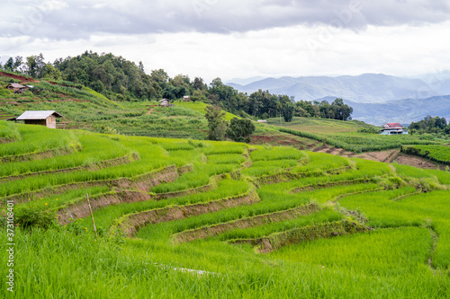 Rice terrace field background Northern of Thailand.
