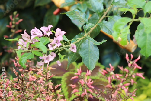 Bougainvillea