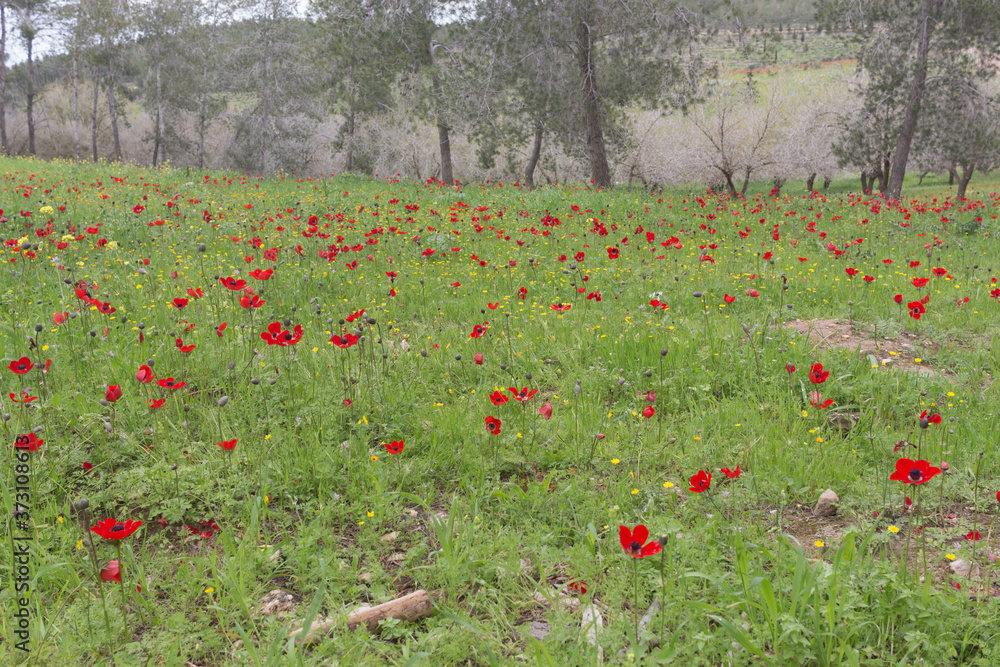 field of Anemones.