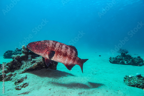 cernia redsea photo