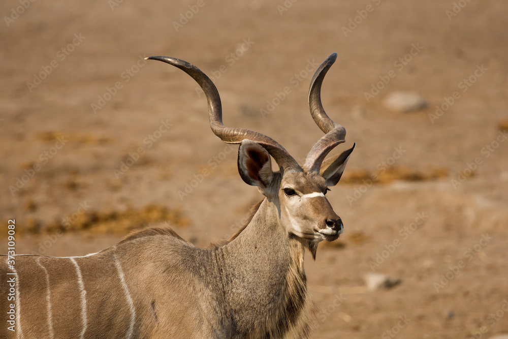 Fototapeta premium Kudu bull in the wild (Tragelaphus strepsiceros)