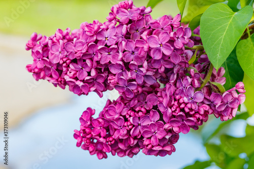 Beautiful lilac purple flowers blooming in the garden
