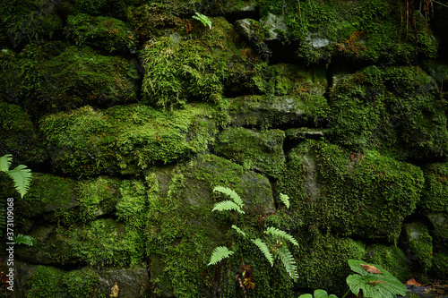 Moss-covered old masonry