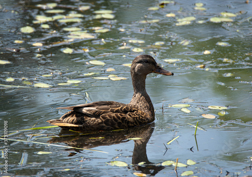 Duck swimming in Spicket River along side of Methuen Rail Trail