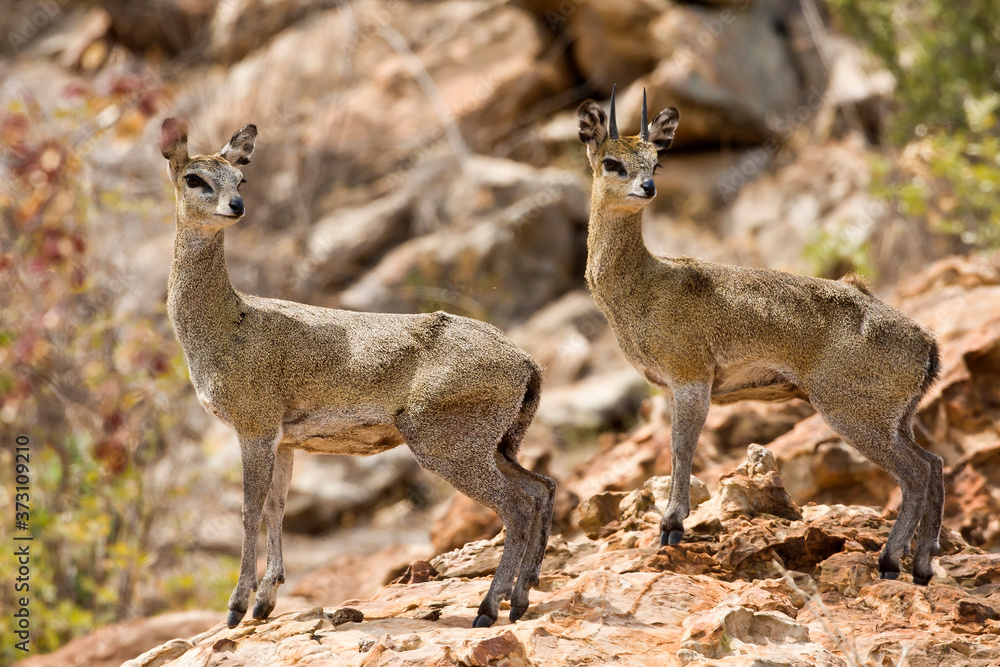 Klipspringer on the rocks (Oreotragus oreotragus) Klipspringer on the rocks (Oreotragus oreotragus)
