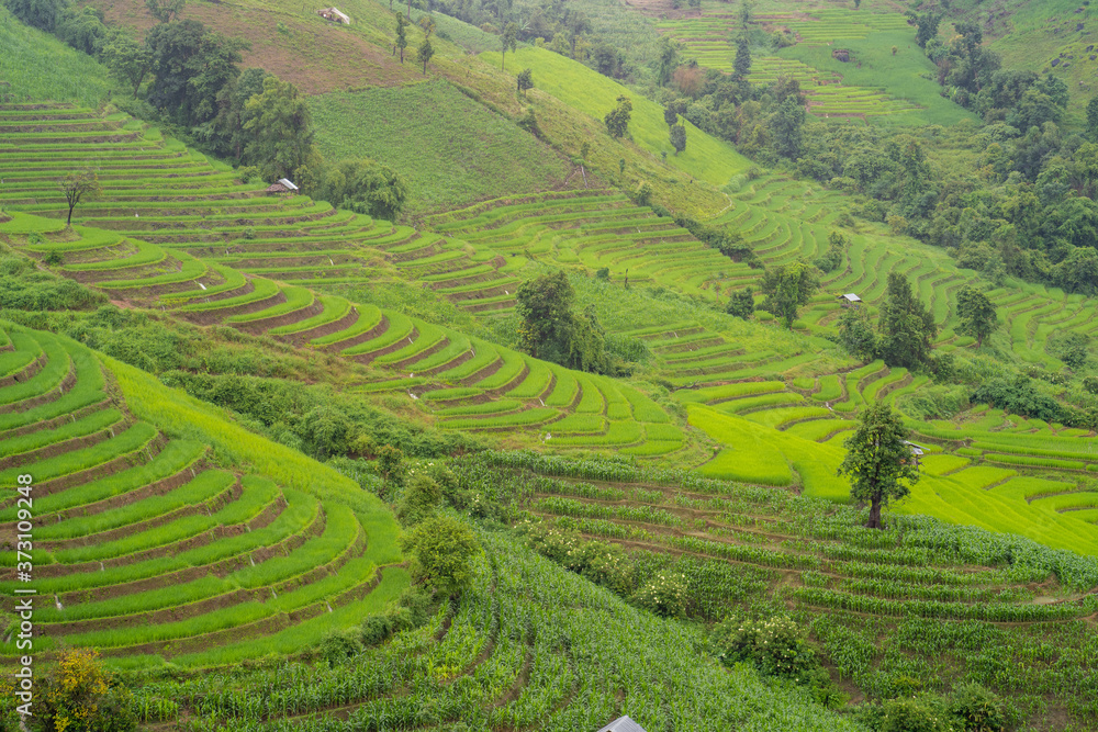 Rice terrace field background during rainy season.