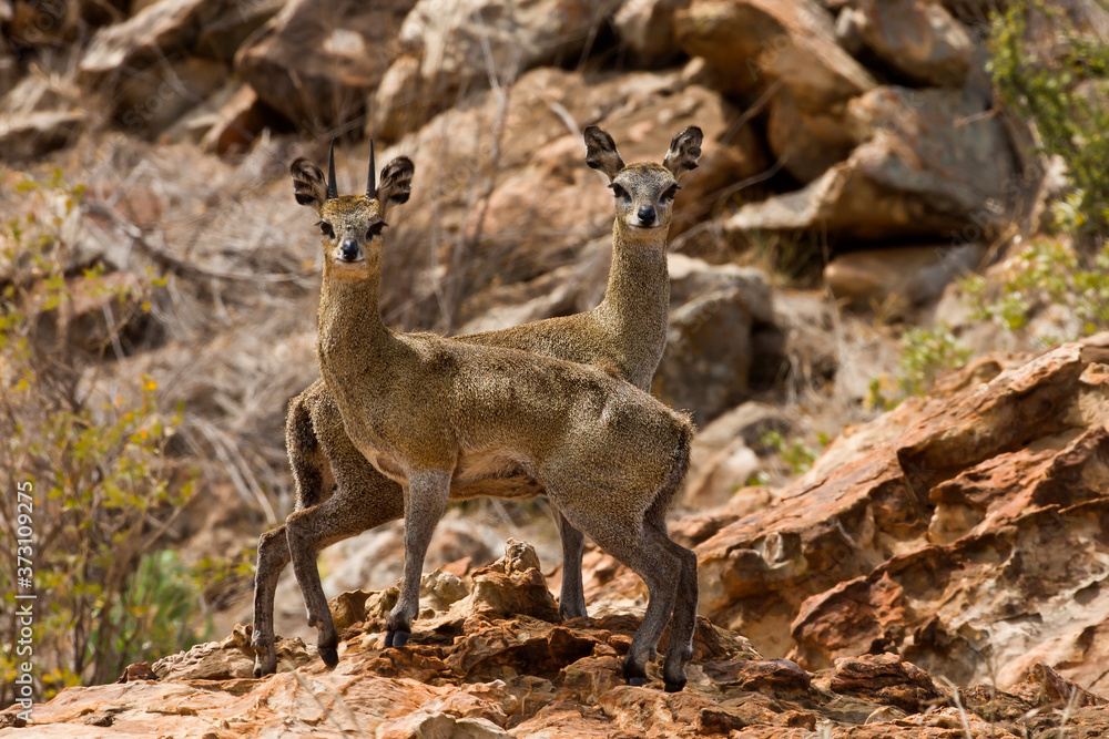 Klipspringer on the rocks (Oreotragus oreotragus) Klipspringer on the rocks (Oreotragus oreotragus)