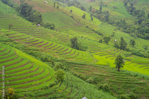 Rice terrace field background during rainy season. © tienuskin