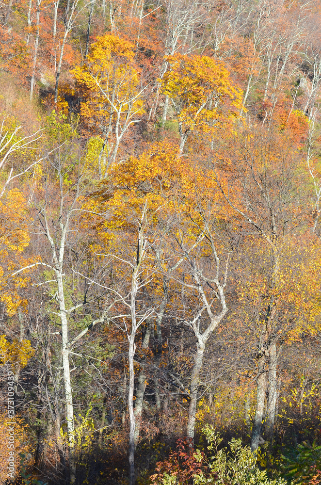 Shenandoah National Park in autumn foliage - Virginia, United States of America
