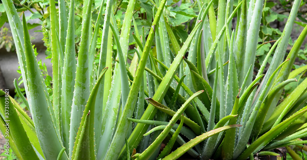 Fototapeta premium Aloe vera planted in a fresh green garden is an ingredient in skin care cosmetics, useful to the body.