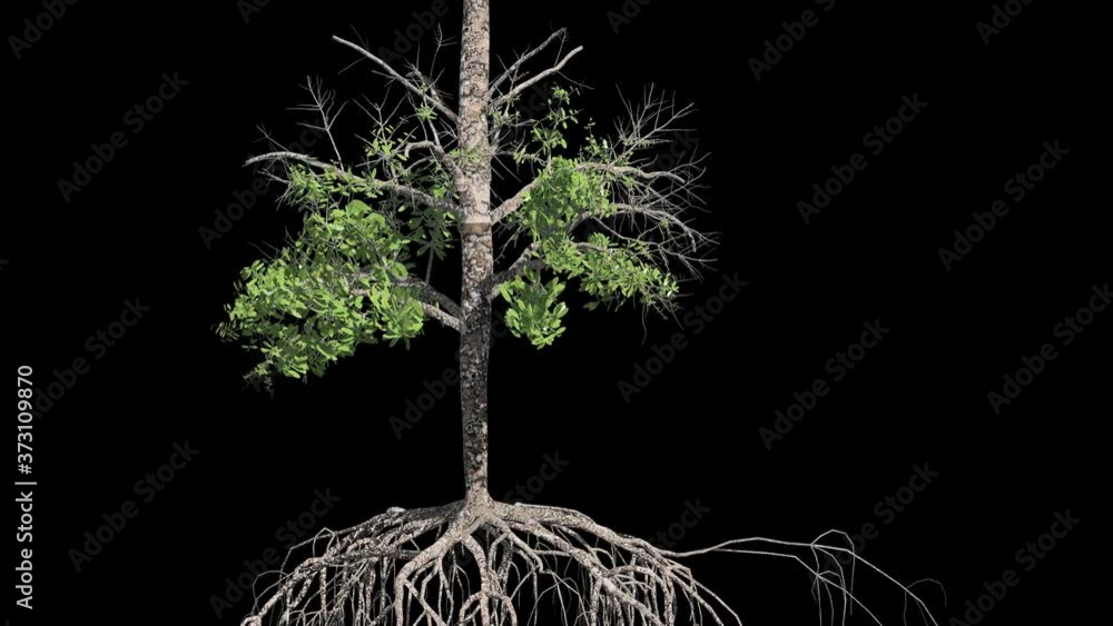 tree growing from the soil to different stages. Plant growth sequence. 