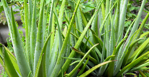 Aloe vera planted in a fresh green garden is an ingredient in skin care cosmetics  useful to the body.