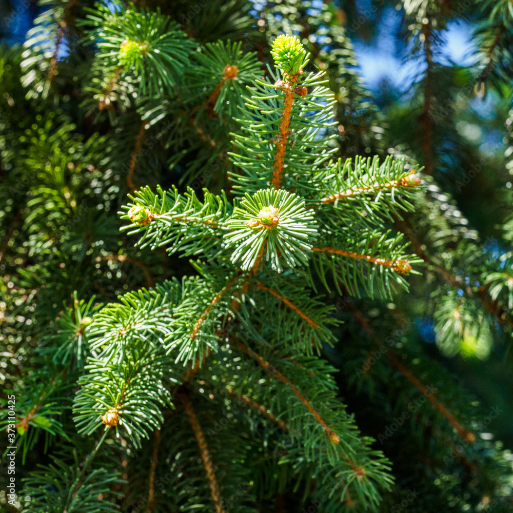 branche de sapin à Verneuil sur Seine dans les Yvelines en France