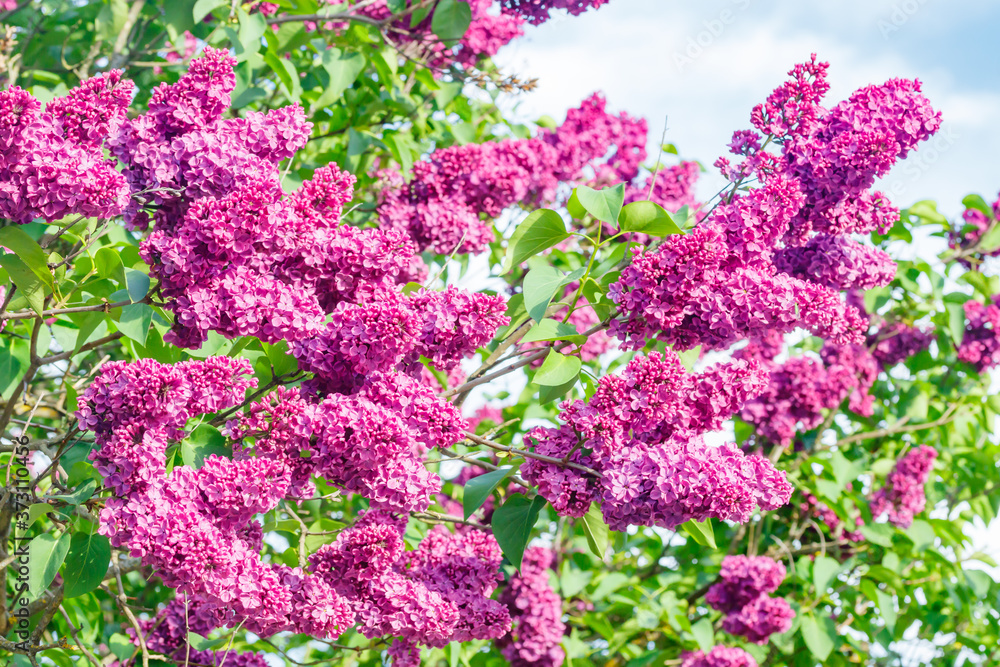 Beautiful lilac purple flowers blooming in the garden Beautiful lilac purple flowers blooming in the garden