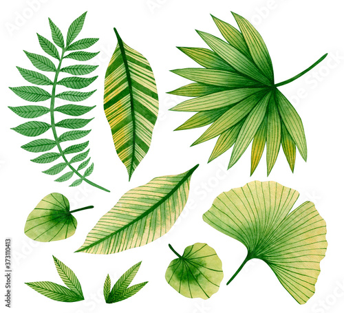Set of watercolor tropical leaves isolated on white background.