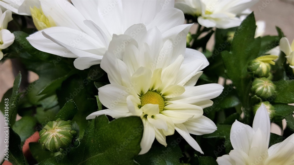 Fiore di crisantemo perenne Fiore di crisantemo perenne