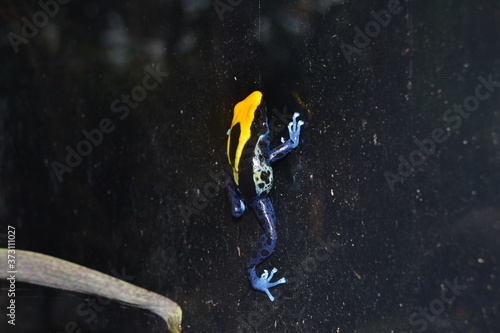 jolie grenouille