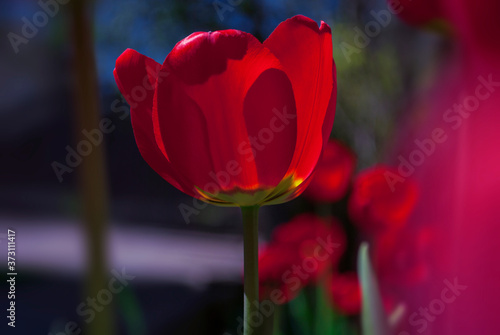 Blooming tulips in the spring garden. Spring or summer natural background