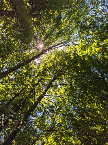 Bottom view of tall old trees in bavaria