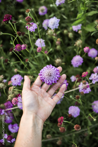 Scabiosa flowers among the green beds. Growing decorative flowers. Local flower farming.