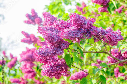 Beautiful lilac purple flowers blooming in the garden