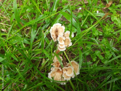 A fungus ( fungi or funguses) is any member of the group of eukaryotic organisms that includes microorganisms such as yeasts and molds, as well as the more familiar mushrooms.Wild fungus.  Phaphud. © SUBASCHANDRA