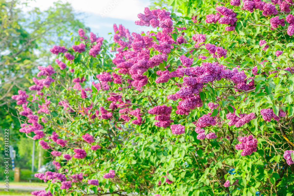 Beautiful lilac purple flowers blooming in the garden