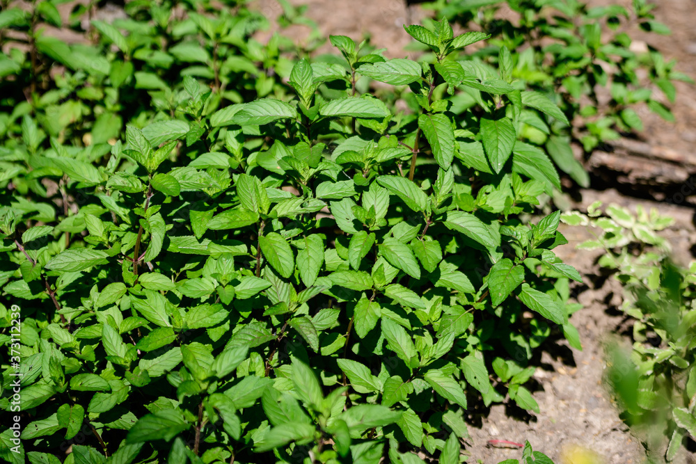Fresh green peppermint or mentha × piperita, also known as Mentha balsamea leaves in direct sunlight, in an organic herbs garden, in a sunny summer day.