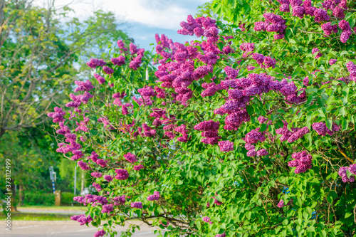 Wallpaper Mural Beautiful lilac purple flowers blooming in the garden Torontodigital.ca