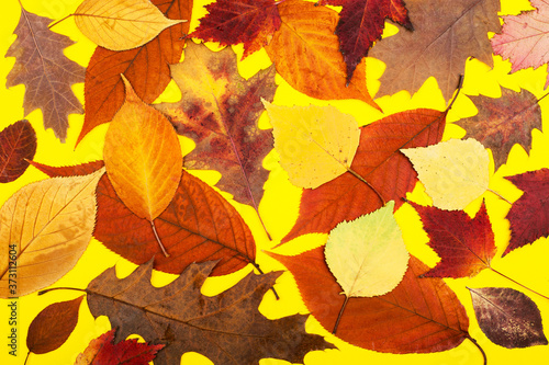 Multicolored maple and oak leaves