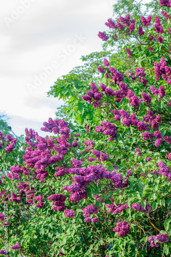 Beautiful lilac purple flowers blooming in the garden