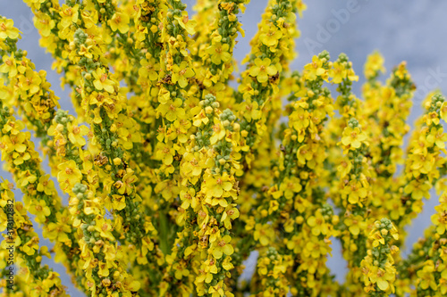 Vivid yellow flowers of Verbascum densiflorum plant, commonly known as dense flowered mullein, in a sunny summer garden, beautiful outdoor floral background photographed with soft focus.