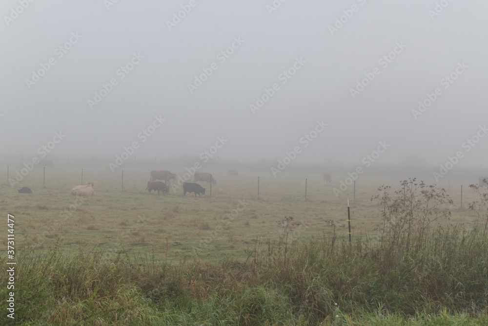 Dämmerung am Morgen mit etwas Nebel im Bruch von Bünde, eine Flußniederung, Tal des Flusses Else