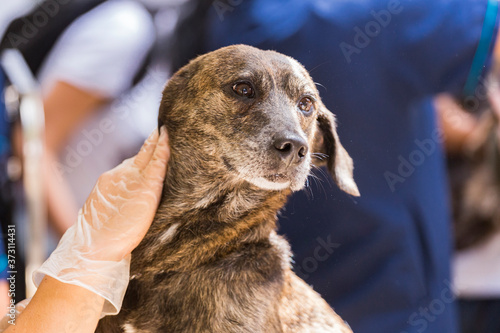 stray dog receiving veterinary care