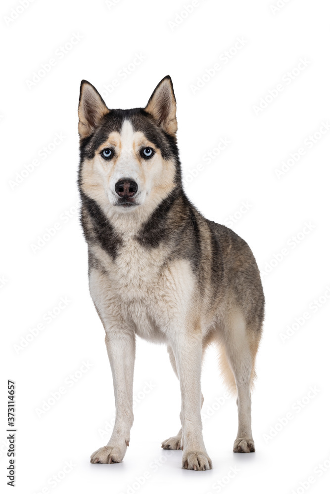 Beautiful young adult Husky dog, standing facing front. Looking towards camera with light blue eyes. Mouth closed. Isolated on white background.