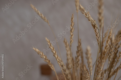 The wheat is in a vase at home