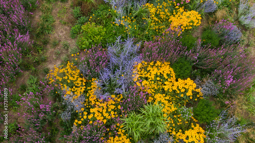Purple lavender, yellow and blue daisies and other colorful flowers